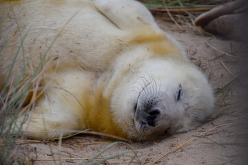 Smiling seal