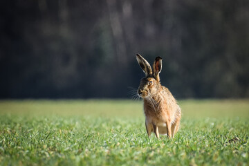 Hare in the sunlight