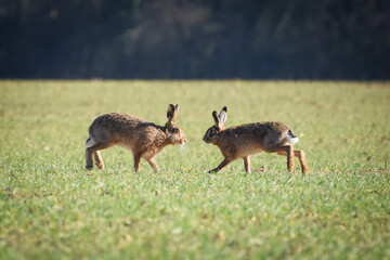 Hares having a chat