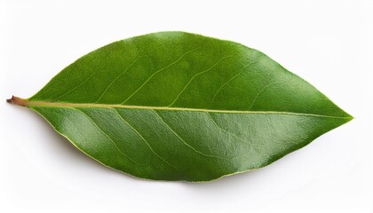 Obraz premium Top View of Fresh Green Bay Leaves: Isolated on White Background