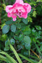 Morning dew droplets on leaves with pink flower. 