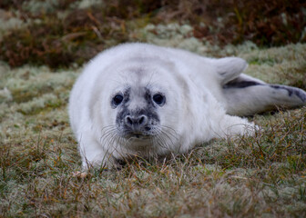Seal in the dunes