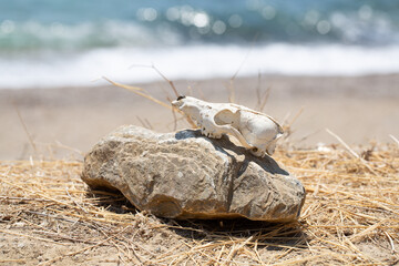 Animal skull sitting on a rock by the sea representing death and decay