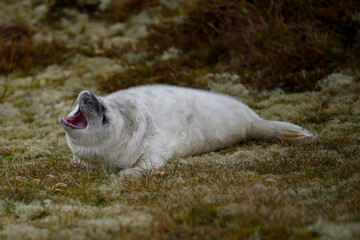 Yawning sea on dunes