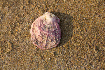 Pink seashell laying on the sand on a beach