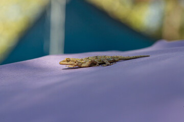 Small lizard crawling on a purple surface outdoors