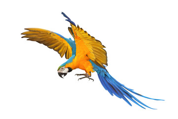 Colorful flying Blue and Gold Macaw parrot isolated on transparent background png file