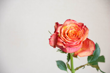 グラデーションカラーのバラ