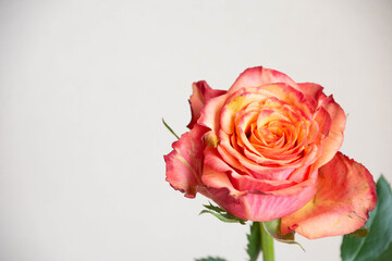 グラデーションカラーのバラ