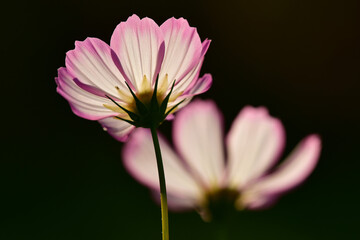 Cosmea flower on a black background with blurred cosmea