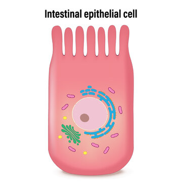 Intestinal epithelial cell. Infographics enterocyte. Columnar epithelium. Medical education.
