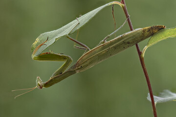 Green mantis religiosa hanging from a leaf waiting for prey