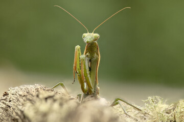Green mantis hanging from a branch waiting for prey