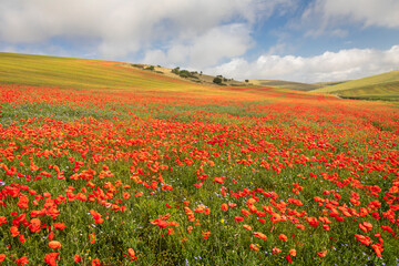 Poppy fields on the south downs between Woodingdean and Rottingdean Brighton east Sussex south east England UK