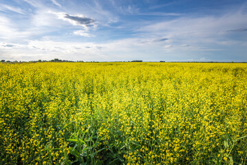 Fototapeta premium A field of yellow flowers with a blue sky in the background