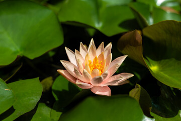 Fototapeta premium Two beautiful pink lotus flower blooming in lotus pond surrounded by leaves