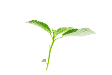 fresh leaves of Jute mallow isolated on a white background