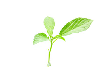 fresh leaves of Jute mallow isolated on a white background