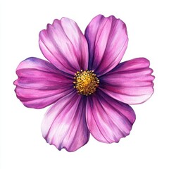 Obraz premium Vibrant Magenta Cosmos Flower Watercolor Clipart - Botanical Illustration on White Background