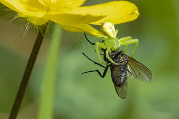 Spectacular image of a green and white crab spider devouring a fly hanging from a flower