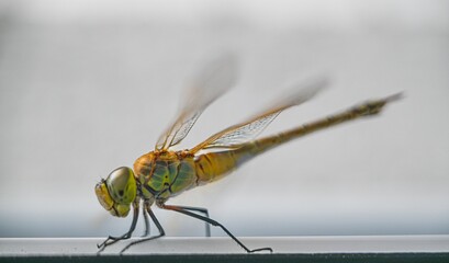 Isolated close up macro high resolution image of a single beautiful dragonfly- Israel