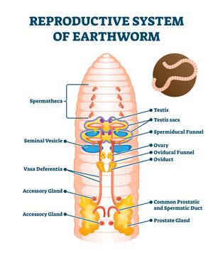 Reproductive system of earthworm illustration, transparent background. Labeled educational scheme with anatomical worm structure. Ground soil organism diagram with spermatheca, seminal vesicle.