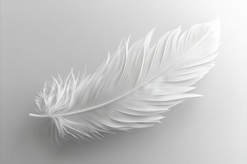 Obraz premium A white feather on a gray background