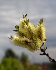 Closeup of flowers of Lemon Bottlebrush (Callistemon pallidus) 