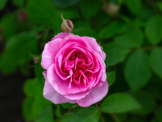 Closeup of single flower of Rosa 'Gertrude Jekyll' in a garden in early summer