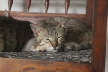Cute cats Sleeping