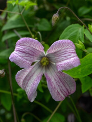 Closeup of flower of Clematis 'Pagoda' in a cottage garden in early summer © Chris Lawrence
