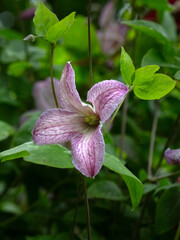 Closeup of flower of Clematis 'Pagoda' in a cottage garden in early summer © Chris Lawrence