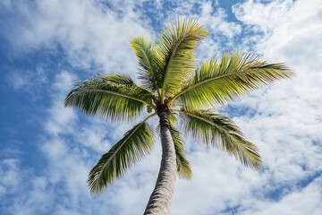 Upward view of a tall palm tree against a bright blue sky with scattered clouds, tropical serenity and open space