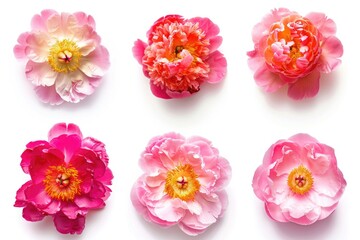 Naklejka premium A group of pink and red flowers sit on a white surface