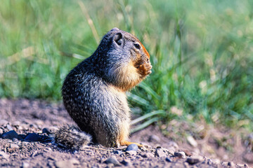 Columbian ground squirrel eating with his paws