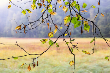 Birch leaves hanging from a branch at a bog in autumn