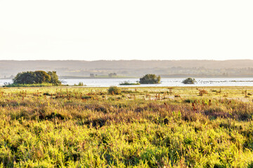 Wetland by a lake in morning light