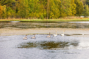 Whooper swan with young birds swimming in a forest lake