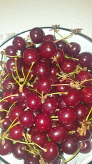 Moldova, cherry, berry, summer, plant, vitamins, harvest,