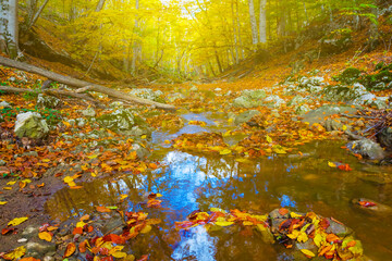small brook flow through the mountain canyon covered by red dry leaves, autumn mountain landscape