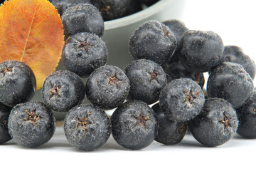 Fresh black chokeberries (Aronia melanocarpa) with vibrant green and orange leaves on white