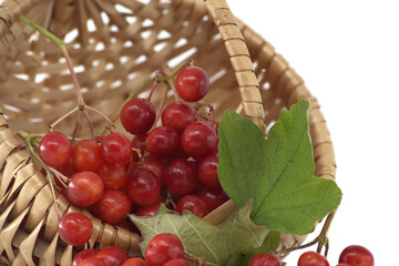 Basket of fresh red guelder rose berries with green leaves on a white background