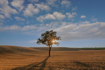 Fototapeta premium A field after harvest with two oak trees. The area around Barlewice, Poland, Pomeranian Voivodeship