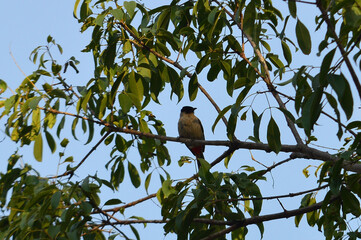 Bird sitting on a branch in the Garden