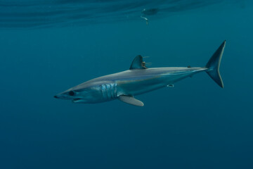 Mako shark, Isurus oxyrinchus, in Baja California, Mexico