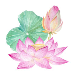 Lotus flowers,leaves. Hand drawn watercolor illustration of pink water lily,green leaves and seeds.Botanical drawing.Set with lotuses for design