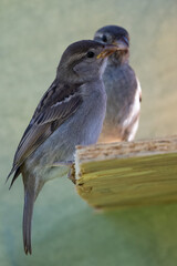moineau des villes