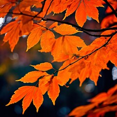 autumn leaves background
