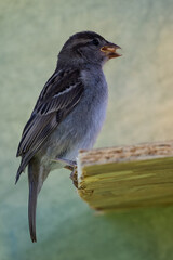 moineau des villes