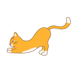 Orange Cat Yoga